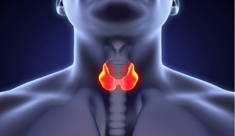 tiroide img 02